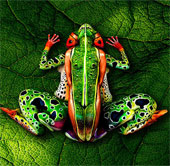 Những tuyệt tác đến từ body art