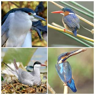 Điều gì xác định tính đa dạng các loài?