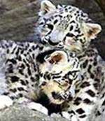 Nhật tặng bộ động vật cho Thảo Cầm Viên