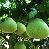Một quả bưởi có tác dụng bằng 10 loại thuốc, nhưng lưu ý điều này mới đạt được hiệu quả