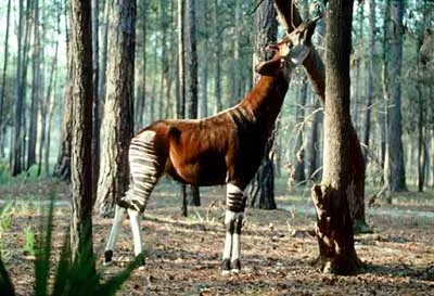 Loài Okapi ẩn hiện