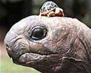 Tiếp nhận lại 34 cá thể rùa đặc biệt quý hiếm từ Hong Kong