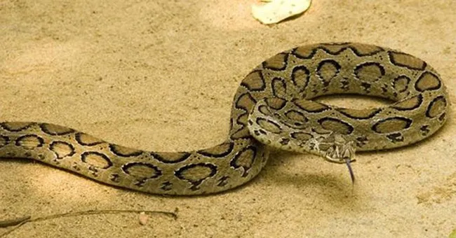 Loài rắn Russell’s Pit Viper còn gọi là Daboia