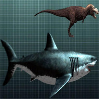 Cá mập khổng lồ Megalodon vẫn còn sống dưới biển sâu?
