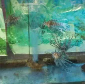 Bộ ảnh về các loài cá ở Thủy Cung - Nha Trang