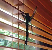 Giật mình với "quái vật" chuồn chuồn dài hơn 20cm