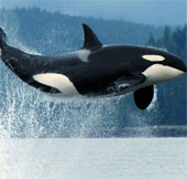 Cá voi sát thủ sẽ có nơi trú ngụ nhân tạo lớn nhất thế giới ở Mỹ