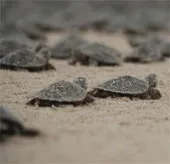 Rùa mẹ "nói chuyện" với rùa con