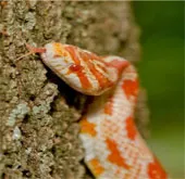 Kỳ lạ: Rắn không chân leo cây siêu đẳng khó tin