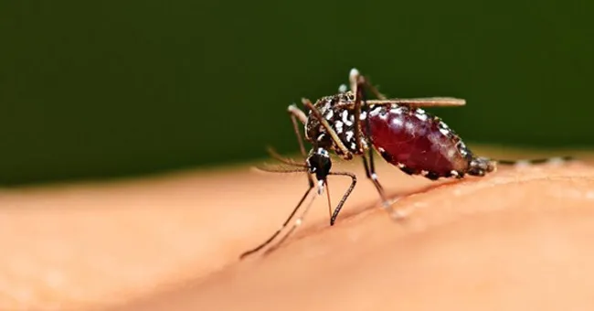 Tiêu diệt muỗi