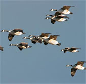 Dùng cỏ thảo nguyên bảo vệ máy bay