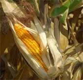 Ngô biến đổi gene đầu tiên được chứng nhận an toàn sinh học