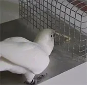 Khả năng học làm công cụ “cực đỉnh” của vẹt mào