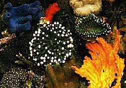 Khí hậu nóng dần làm tiêu hủy đá ngầm san hô