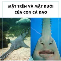 Cá đao - Loài cá tồn tại từ thời tiền sử đến nay