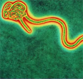 Bàn luận việc lây nhiễm qua không khí của virus Ebola