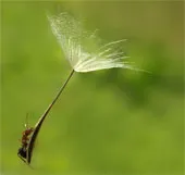 Bộ ảnh côn trùng rực rỡ khoe sắc