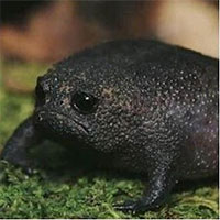 Ếch Black Rain - Loài ếch có thân hình và vẻ mặt ghê sợ