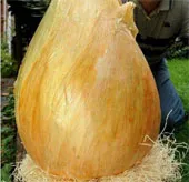 Củ hành tây "khủng" nhất thế giới