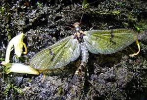 Côn trùng sống ngắn nhất - Phù du (Ephemeridae)