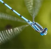 Giới hạn sợ hãi của côn trùng và biến đổi khí hậu