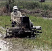 Việt Nam giành giải thưởng của IAEA về đột biến tạo giống lúa