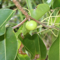 Loài cây độc nhất thế giới