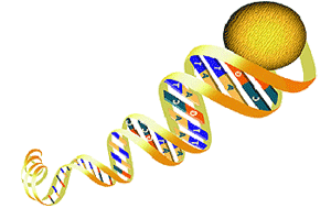 VN 'đi' thế nào trên bản đồ gen người?