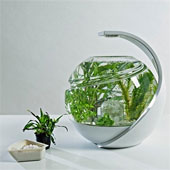 Avo - Chậu nuôi cá dành cho người bận rộn