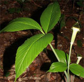 Loài cây mới mang tên chủ tịch Viện Hàn lâm khoa học công nghệ