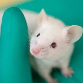 Sắp có phương pháp giúp con người "cải lão hoàn đồng"