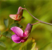 Loài cây ngăn đói khát cả tuần