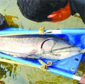 Bắt được cá tầm khổng lồ ở Trung Quốc