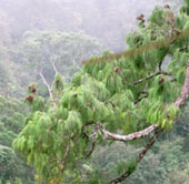 Lộ diện loài thông mới ở Việt Nam cả thế giới chưa biết