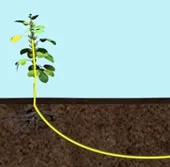 Thực vật "nói chuyện" với nhau