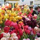 Kỹ thuật trồng hoa tulip trong chậu tại gia