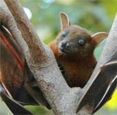 Phát hiện tế bào giúp dơi có thể định hướng trong không gian