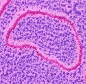 Khả năng sống sót kỳ diệu của ADN trong không gian