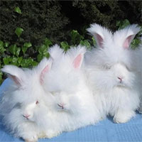 Những loài động vật sở hữu bộ lông kỳ lạ nhất thế giới