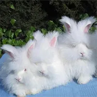 世界で最も奇妙な毛を持つ動物たち