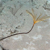 Đấu giá quyền đặt tên hoa biển