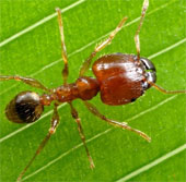 Kiến thường rẽ trái khi quay đầu