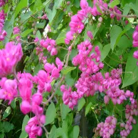 Kỹ thuật trồng hoa tigon