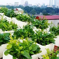 Kỹ thuật trồng rau sạch trong chậu xốp tại nhà đơn giản