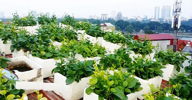 Trồng rau trên sân thượng trong thùng xốp