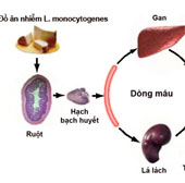 Khuẩn trên táo Mỹ gây bệnh nguy hiểm thế nào?