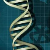 1/5 dân số thế giới mang gene thông minh, sống thọ