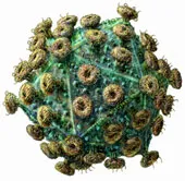 Những điều ít người biết về virus HIV/AIDS