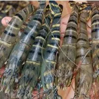 Nhận biết tôm bơm tạp chất như thế nào?