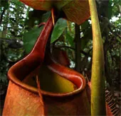 Sát thủ thực vật nắp ấm ở đảo Borneo